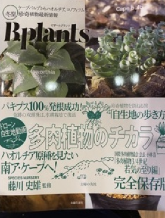 冬型 珍奇植物最新情報