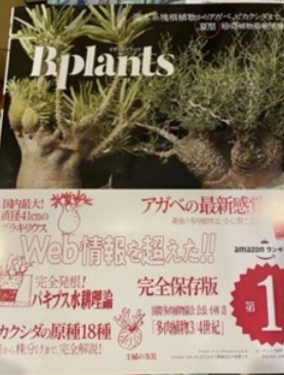 夏型  珍奇植物最新情報